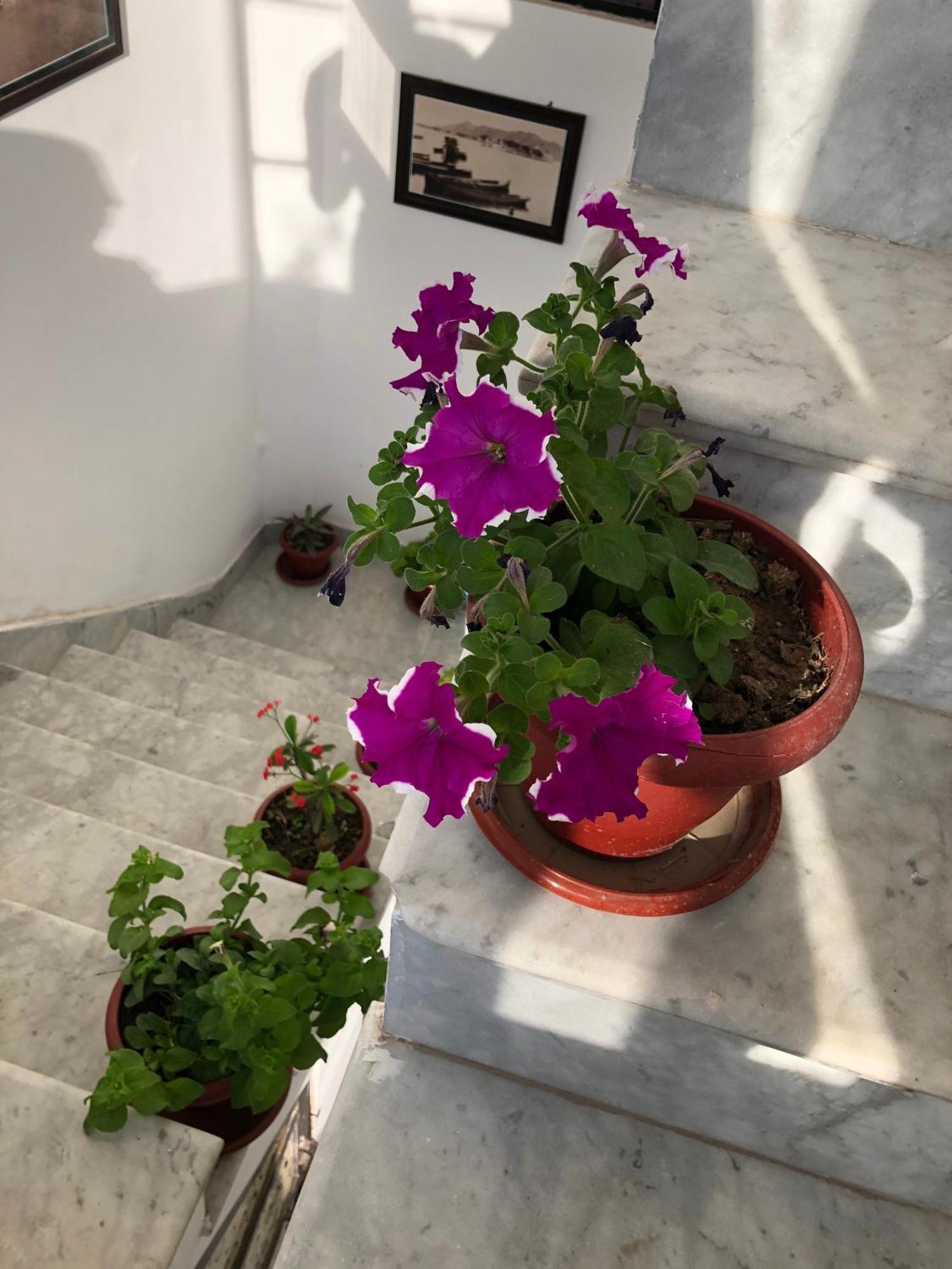 Hotel Nirvana Lakeside Udaipur Extérieur photo